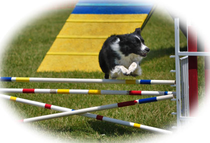 Border-Collie-Agility