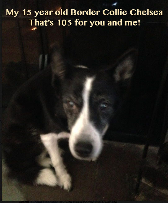Border Collie Chelsea