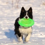 border collie frisbee