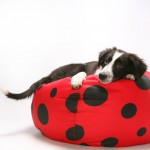 border collie pup on a pilow