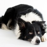 bored border collie