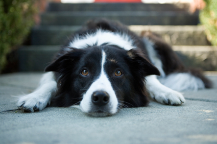 Sick Border Collie sick border collie