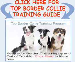 Top-Border-Collie-Training copy 2