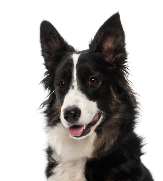 border collie smiling face